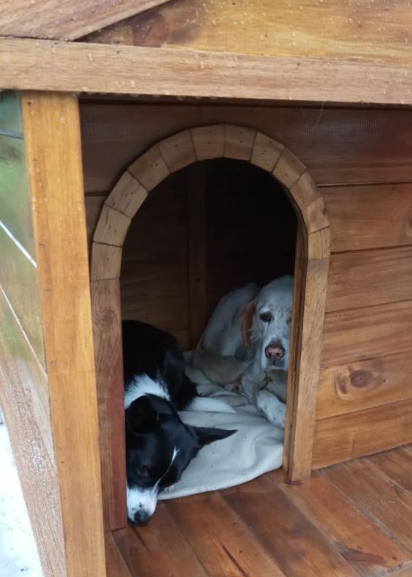 Casa de madera para perros medianos machimbrado - Casas Dog
